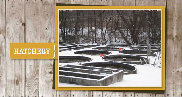 Musky Trout Hatchery photo